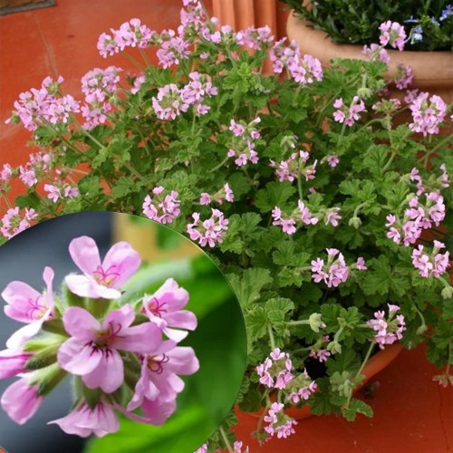 Pelargonium 'Altar of Roses' - Pelargoon 'Altar of Roses' P9/0,55L